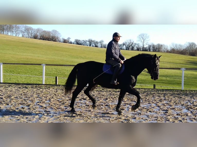 Heavy Warmblood Gelding 12 years 17 hh Black in Kamenz