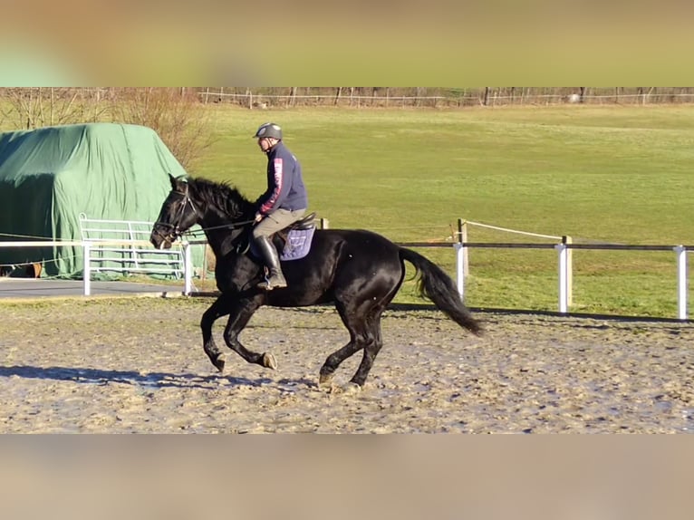 Heavy Warmblood Gelding 12 years 17 hh Black in Kamenz