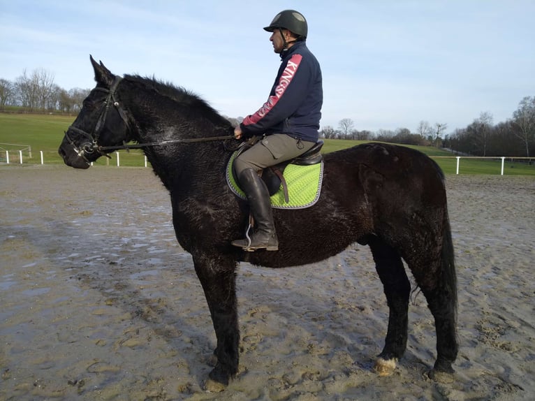 Heavy Warmblood Gelding 12 years 17 hh Black in Kamenz