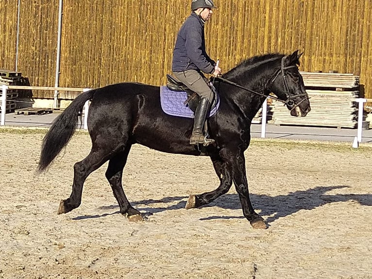 Heavy Warmblood Gelding 12 years 17 hh Black in Kamenz