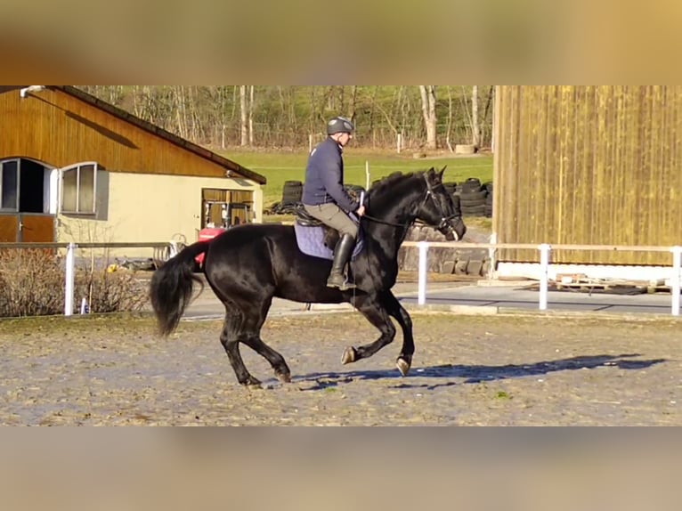 Heavy Warmblood Gelding 12 years 17 hh Black in Kamenz