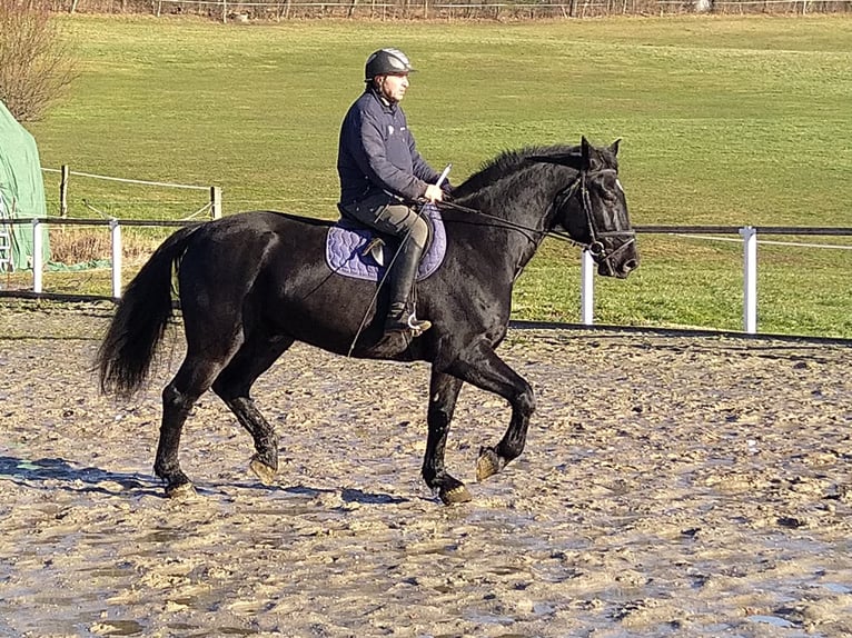 Heavy Warmblood Gelding 12 years 17 hh Black in Kamenz