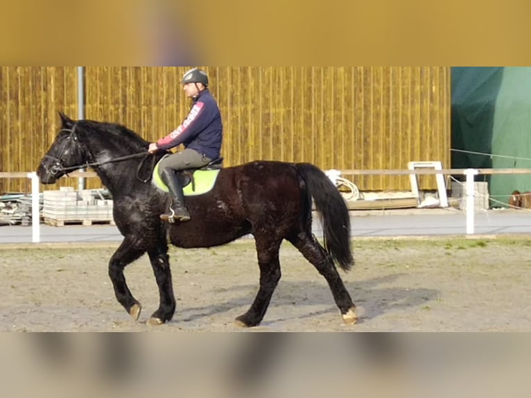 Heavy Warmblood Gelding 12 years 17 hh Black in Kamenz