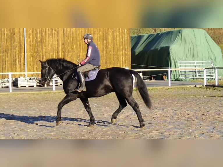 Heavy Warmblood Gelding 12 years 17 hh Black in Kamenz