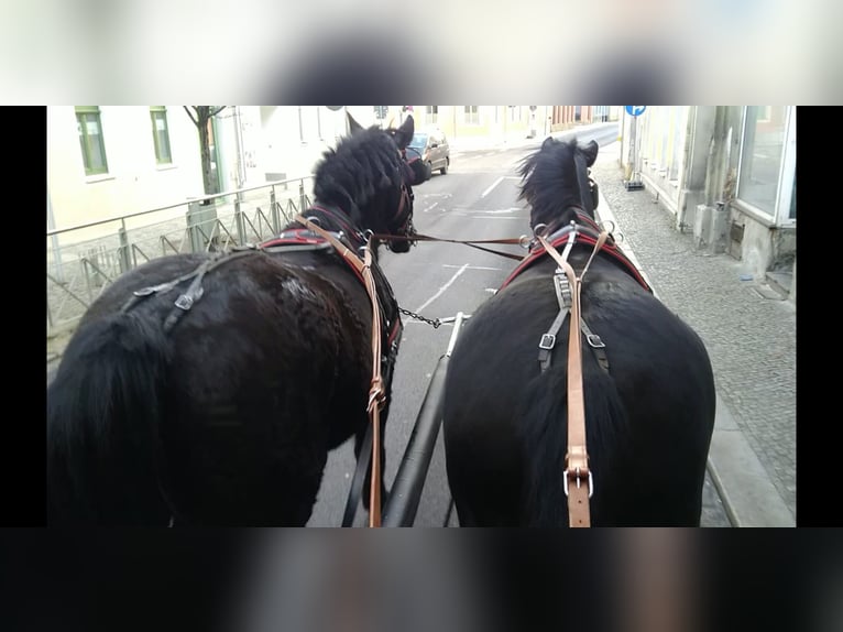 Heavy Warmblood Gelding 12 years 17 hh Black in Kamenz