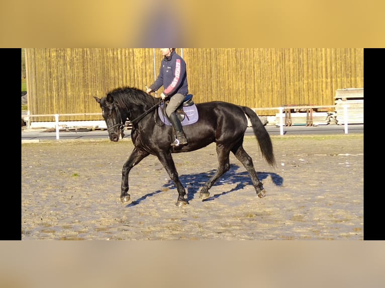 Heavy Warmblood Gelding 12 years 17 hh Black in Kamenz