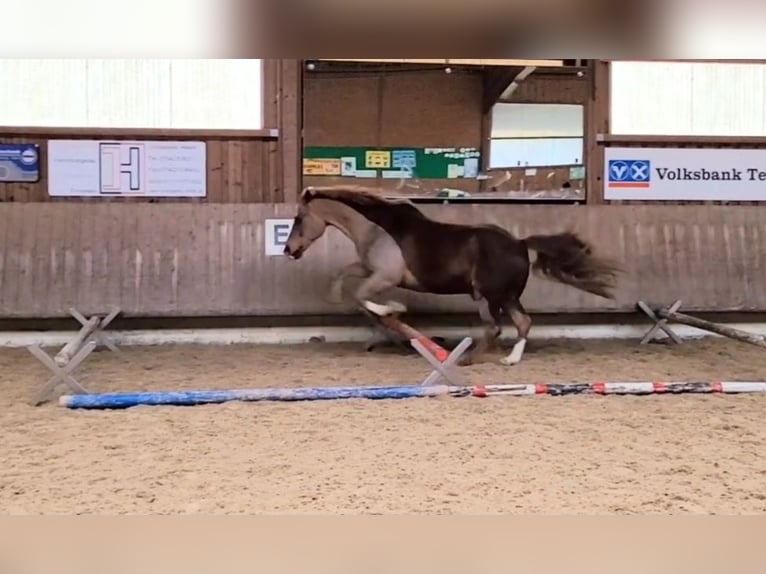 Heavy Warmblood Mix Gelding 13 years 15,1 hh Chestnut in Tettnang