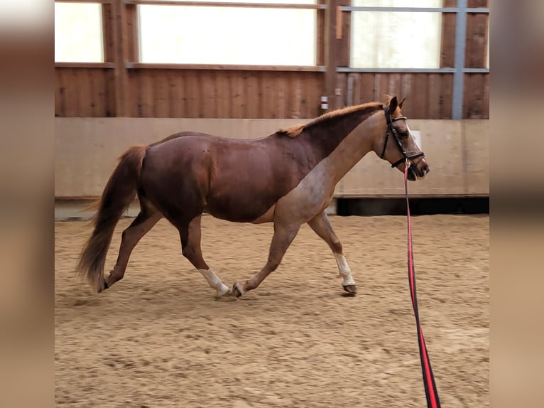 Heavy Warmblood Mix Gelding 13 years 15,1 hh Chestnut in Tettnang