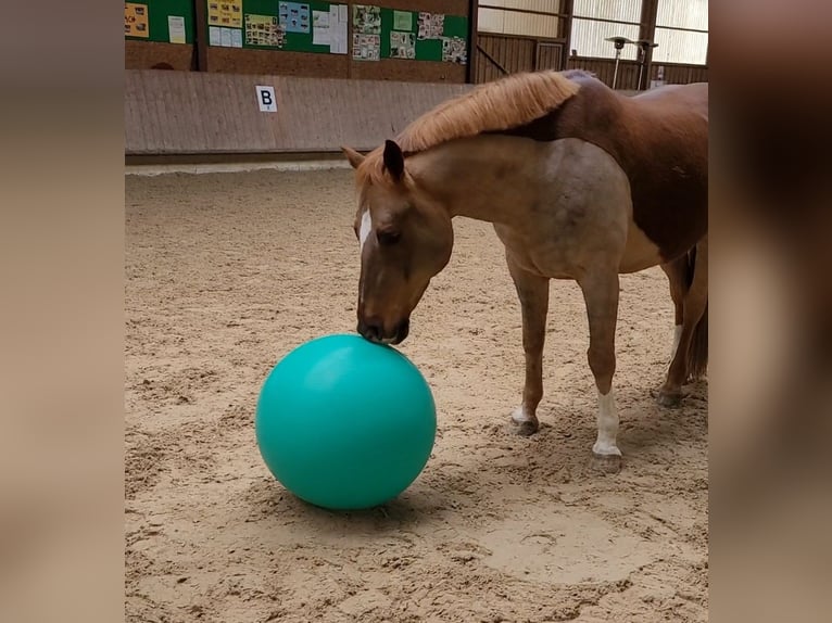 Heavy Warmblood Mix Gelding 13 years 15,1 hh Chestnut in Tettnang