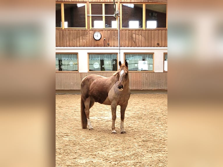 Heavy Warmblood Mix Gelding 13 years 15,1 hh Chestnut in Tettnang