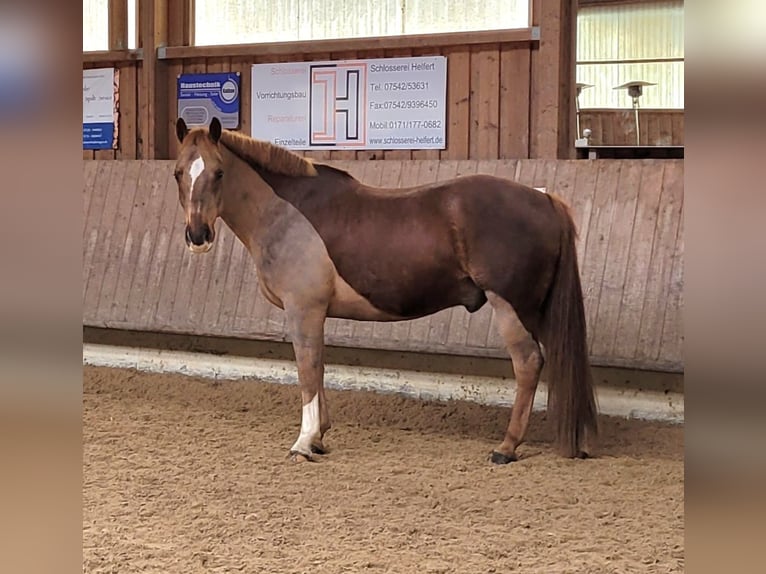 Heavy Warmblood Mix Gelding 13 years 15,1 hh Chestnut in Tettnang