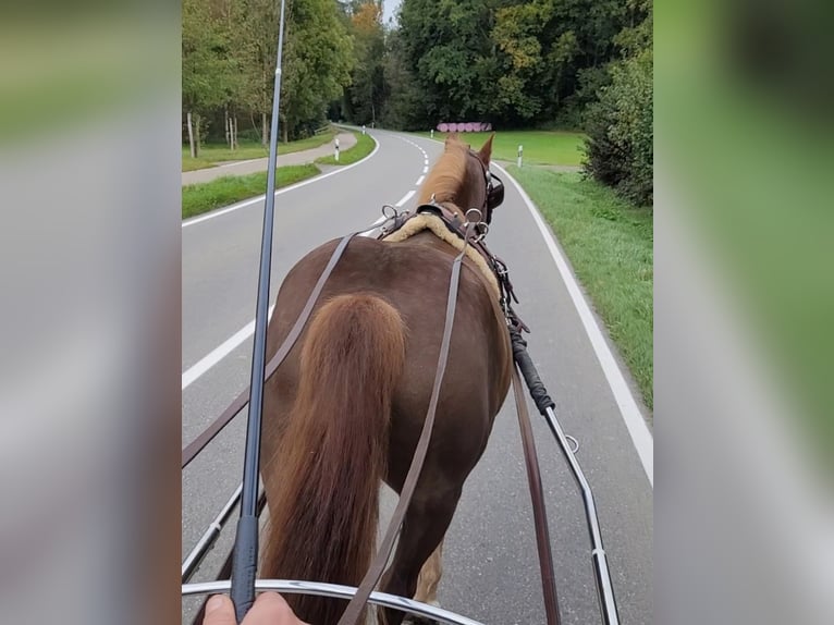 Heavy Warmblood Mix Gelding 13 years 15,1 hh Chestnut in Tettnang