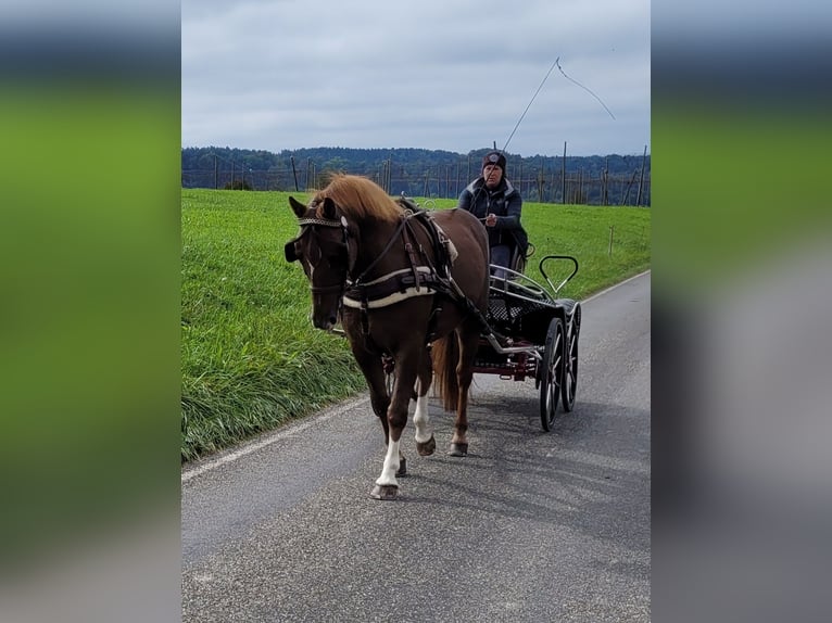 Heavy Warmblood Mix Gelding 13 years 15,1 hh Chestnut in Tettnang