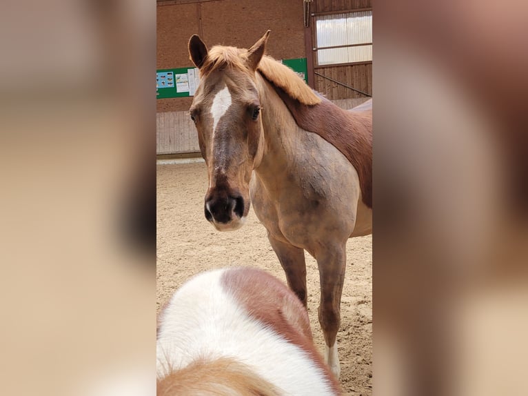 Heavy Warmblood Mix Gelding 13 years 15,1 hh Chestnut in Tettnang