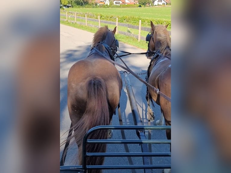 Heavy Warmblood Mix Gelding 13 years 15,1 hh Chestnut in Tettnang