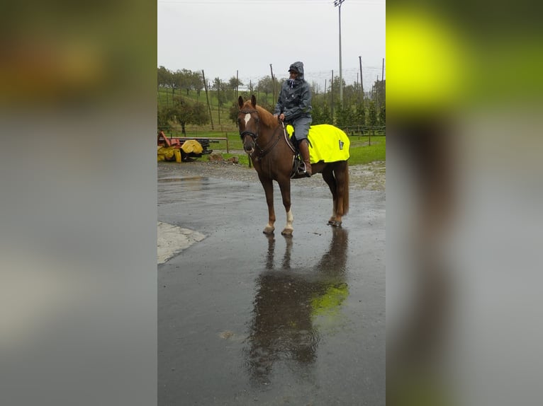 Heavy Warmblood Mix Gelding 13 years 15,1 hh Chestnut in Tettnang