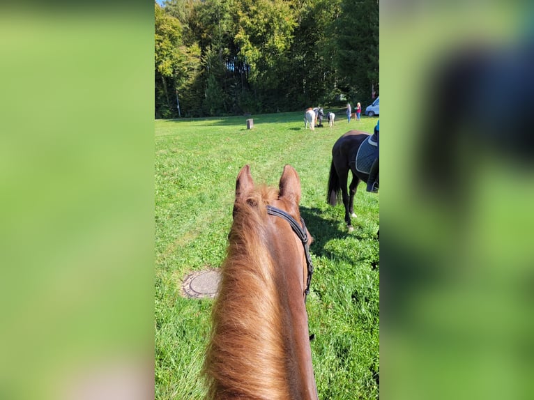 Heavy Warmblood Mix Gelding 13 years 15,1 hh Chestnut in Tettnang