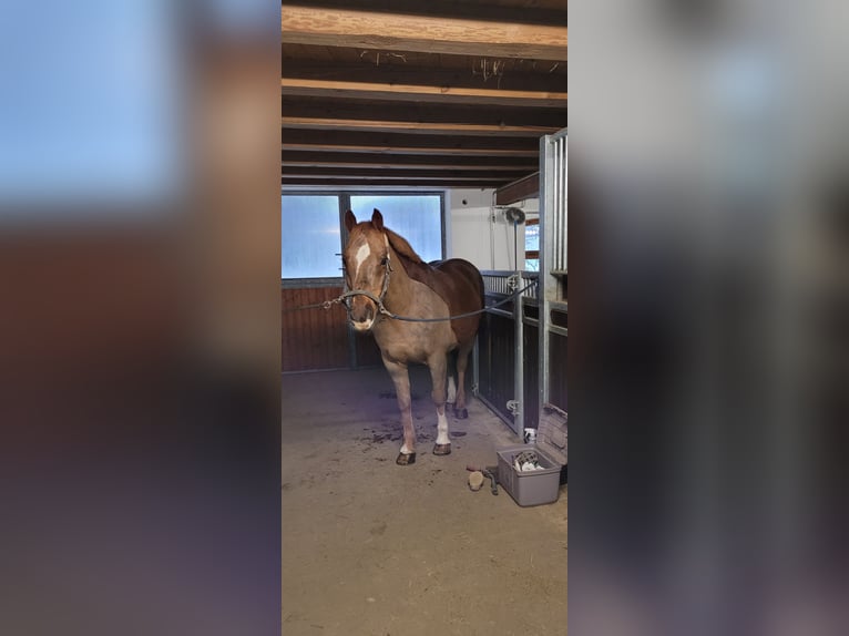 Heavy Warmblood Mix Gelding 13 years 15,1 hh Chestnut in Tettnang