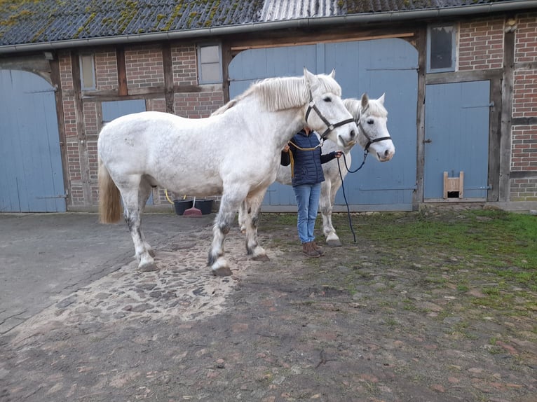 Heavy Warmblood Gelding 13 years 15,2 hh Gray in Wustrow