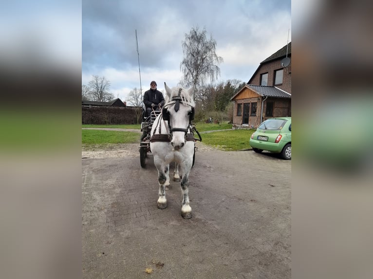 Heavy Warmblood Gelding 13 years 15,2 hh Gray in Wustrow