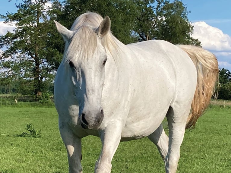 Heavy Warmblood Gelding 13 years 16,1 hh Gray in Werlte