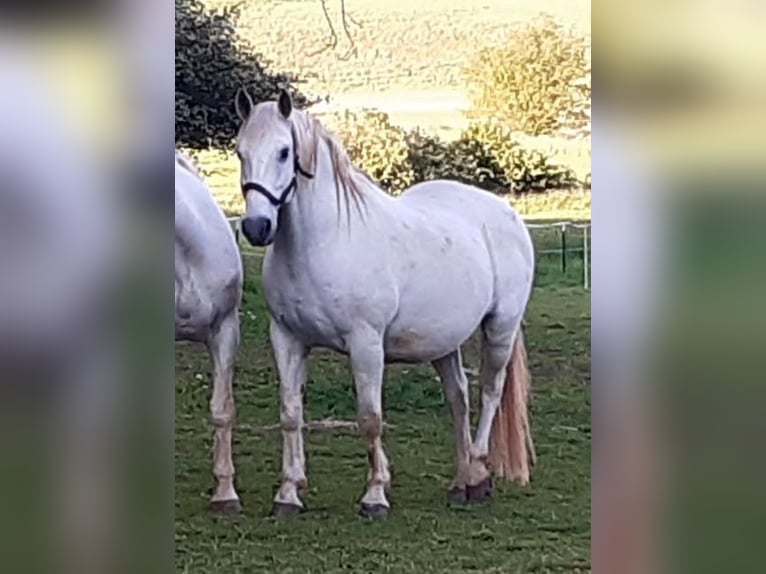 Heavy Warmblood Gelding 13 years 16,1 hh Gray in Werlte