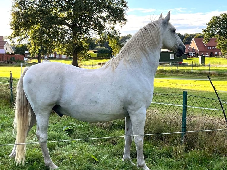 Heavy Warmblood Gelding 13 years 16,1 hh Gray in Werlte