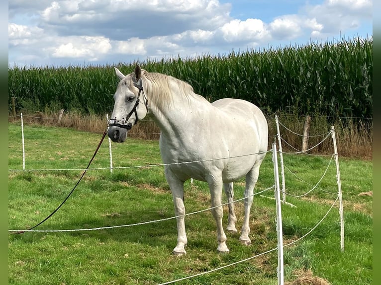 Heavy Warmblood Gelding 13 years 16,1 hh Gray in Werlte