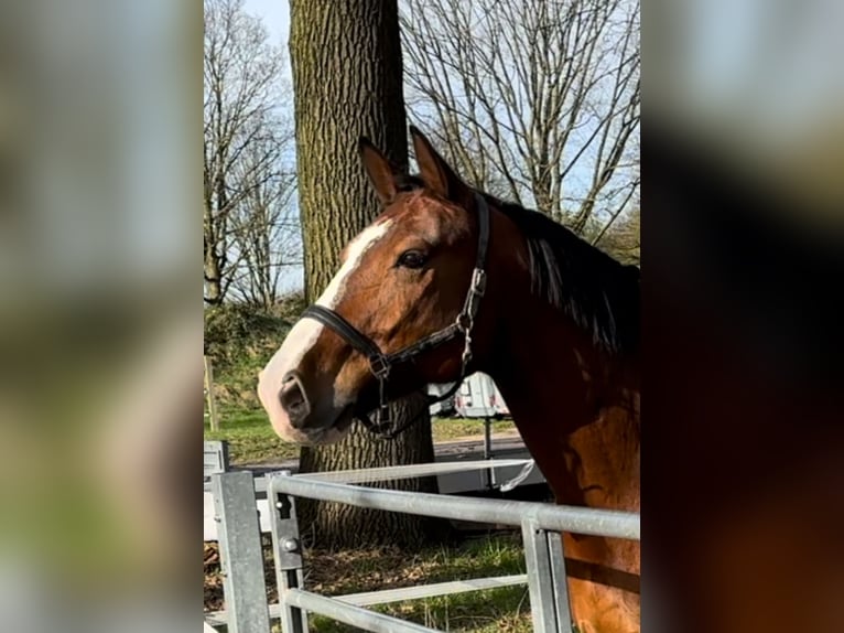 Heavy Warmblood Gelding 13 years 16,3 hh Brown in Düsseldorf