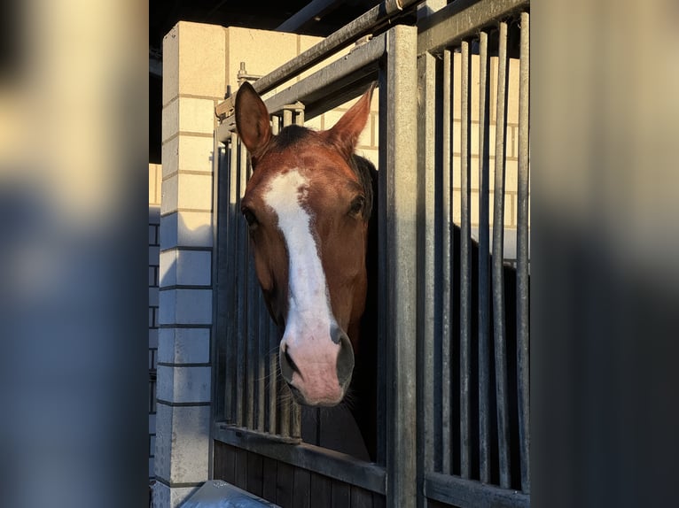 Heavy Warmblood Gelding 13 years 16,3 hh Brown in Düsseldorf