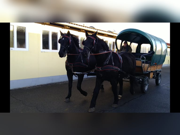 Heavy Warmblood Gelding 13 years 17 hh Black in Kamenz