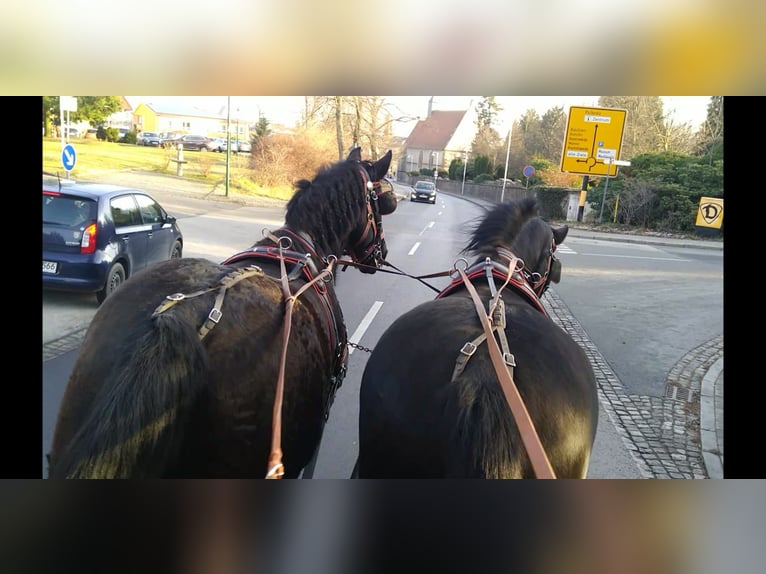 Heavy Warmblood Gelding 13 years 17 hh Black in Kamenz