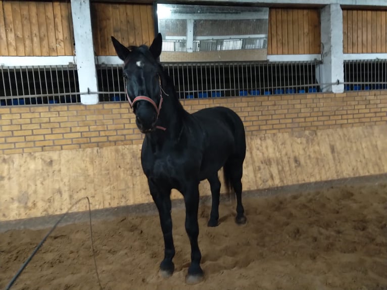 Heavy Warmblood Gelding 13 years 17 hh Black in Kamenz