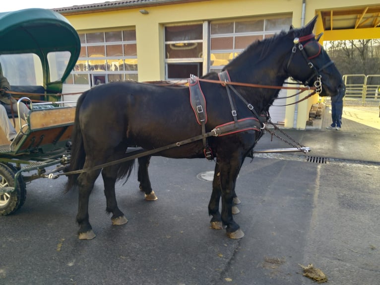 Heavy Warmblood Gelding 13 years 17 hh Black in Kamenz