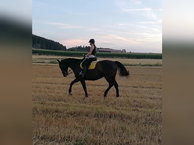 Heavy Warmblood Gelding 13 years 17 hh Smoky-Black in Lichtenau