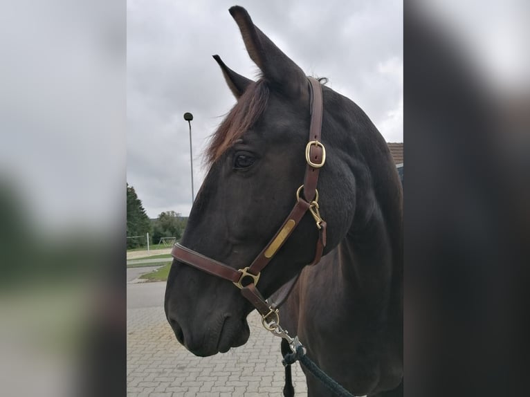 Heavy Warmblood Gelding 13 years 17 hh Smoky-Black in Lichtenau