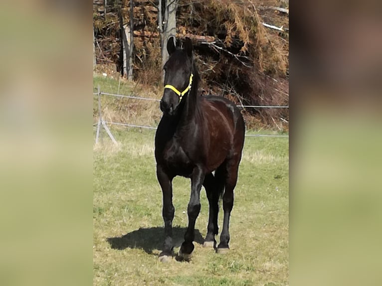 Heavy Warmblood Gelding 13 years 17 hh Smoky-Black in Lichtenau