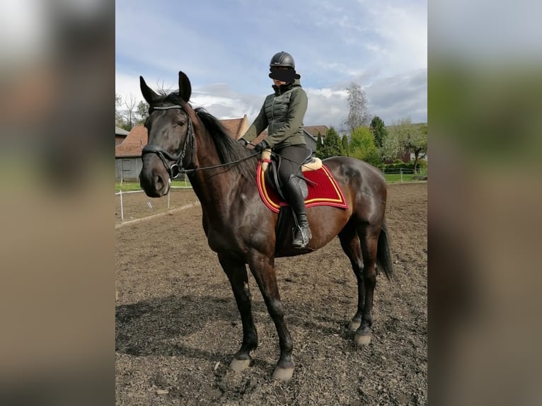 Heavy Warmblood Gelding 13 years 17 hh Smoky-Black in Lichtenau