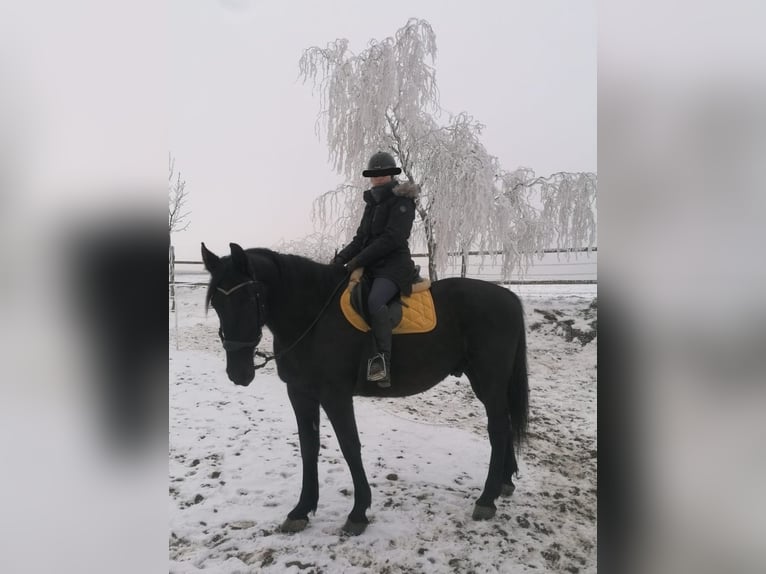 Heavy Warmblood Gelding 13 years 17 hh Smoky-Black in Lichtenau