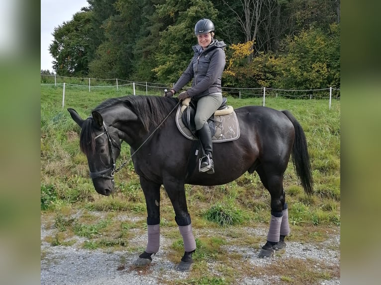 Heavy Warmblood Gelding 13 years 17 hh Smoky-Black in Lichtenau