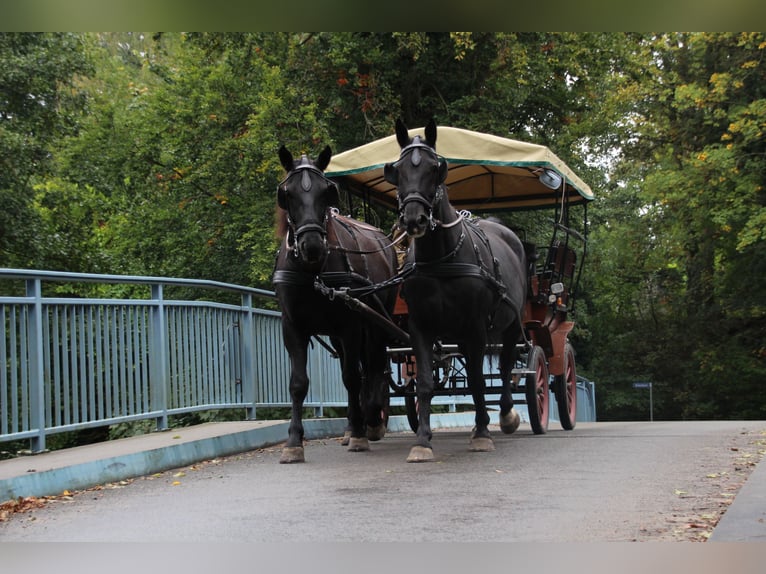 Heavy Warmblood Mix Gelding 13 years 17,2 hh Black in Alt Ruppin