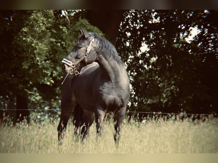 Heavy Warmblood Gelding 14 years 16,3 hh Brown in Jesewitz