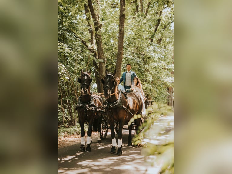 Heavy Warmblood Gelding 14 years 16,2 hh Black in Elisenau Heavy Warmblood Gelding 14 years 16,2 hh Black in Elisenau