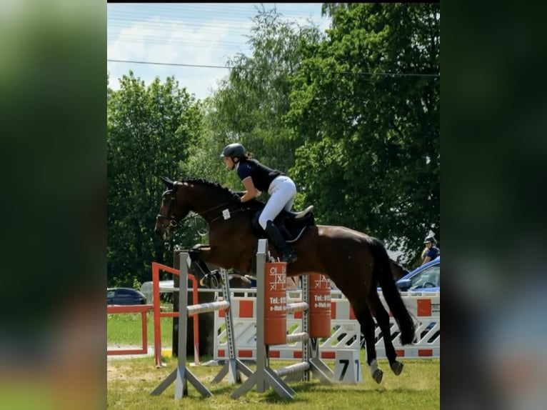 Heavy Warmblood Gelding 15 years 17 hh Brown in Thalheim / Erzgebirge