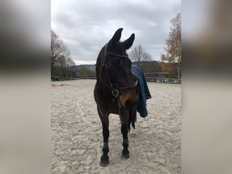 Heavy Warmblood Gelding 15 years 17 hh Brown in Thalheim / Erzgebirge