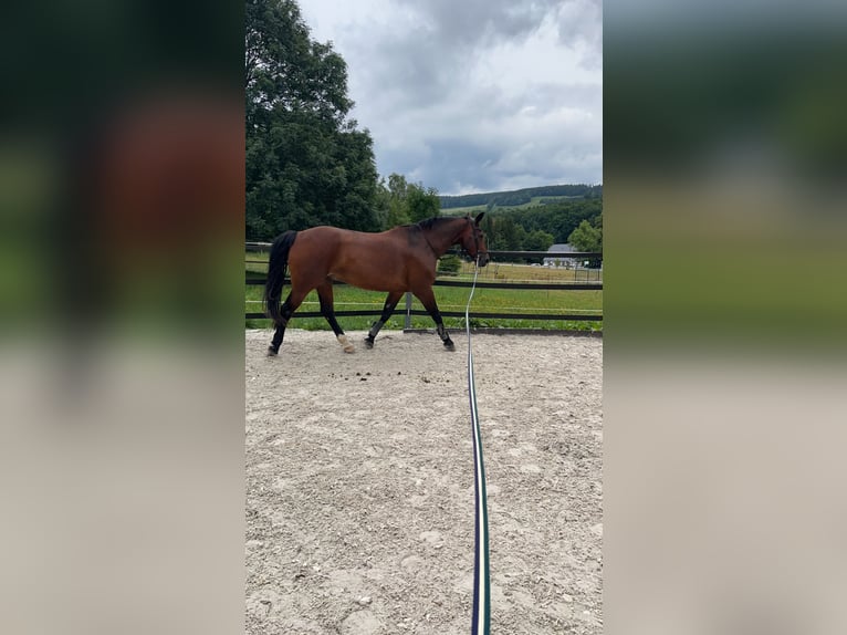 Heavy Warmblood Gelding 15 years 17 hh Brown in Thalheim / Erzgebirge