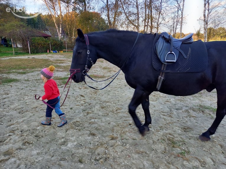 Heavy Warmblood Gelding 16 years 16 hh Black in Frelsdorf