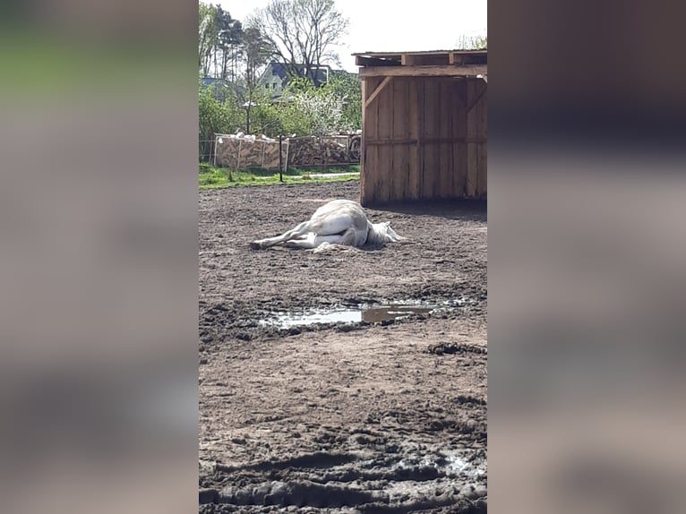 Heavy Warmblood Gelding 17 years 16 hh Grey in Neustadt am Rübenberge