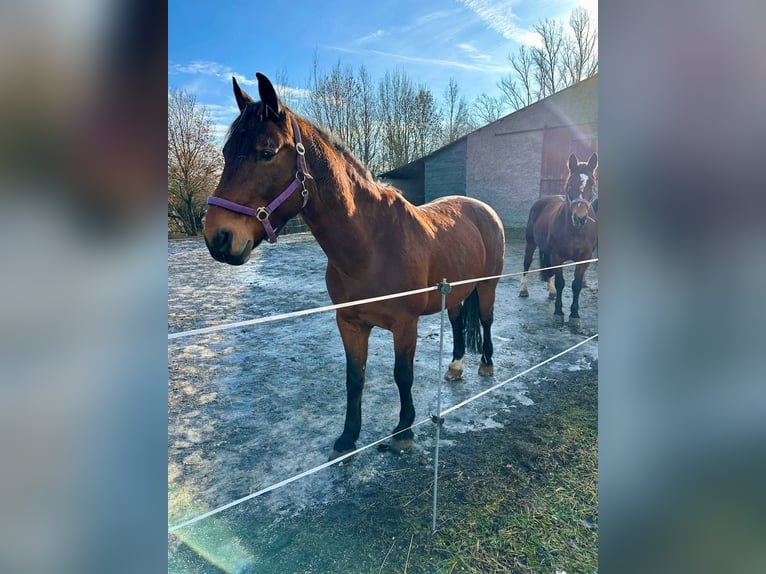 Heavy Warmblood Gelding 18 years 16,2 hh Brown in Görlitz