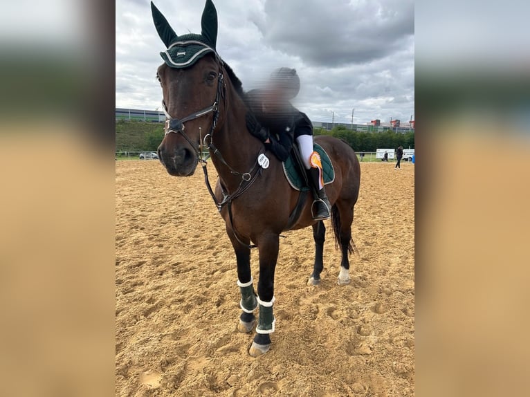 Heavy Warmblood Gelding 20 years 16,2 hh Brown in Dresden